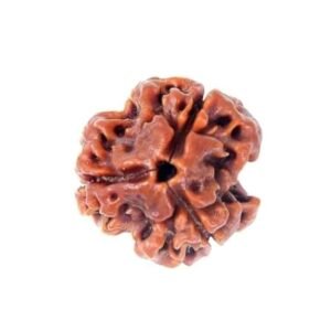 3 Mukhi Rudraksh