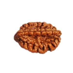 2 Mukhi Rudraksh