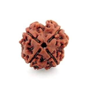 4 Mukhi Rudraksh