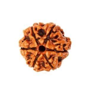 6 Mukhi Rudraksh