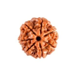 7 Mukhi Rudraksh